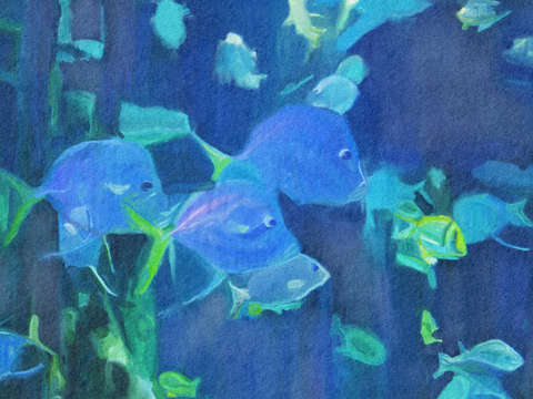 Aquarium fish
