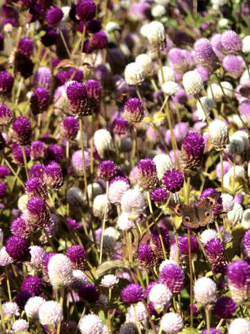 Clover and moth