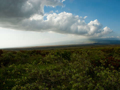Long cloud and kohala