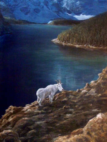 Capricorn