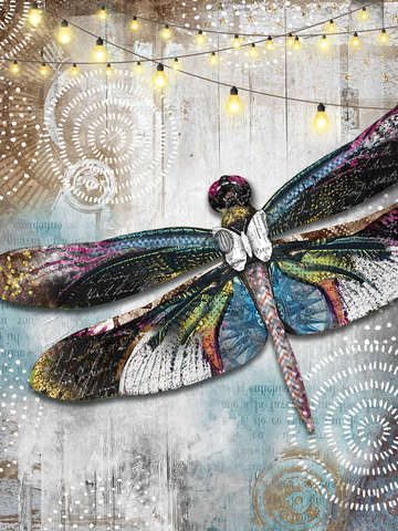 Stargazer dragonfly