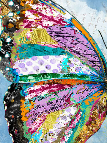 Sunrise butterfly wing