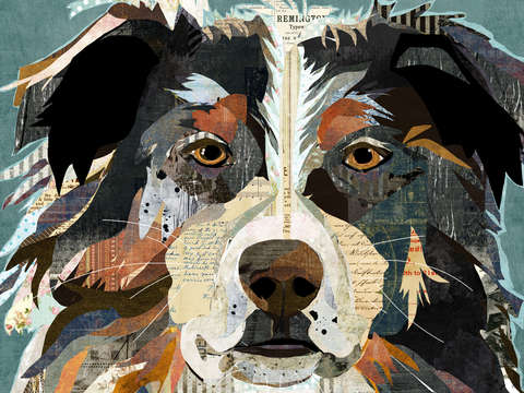 Collage australian shepherd