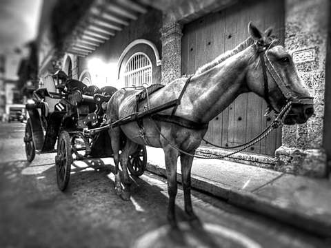 Horse & Carriage in Black & White