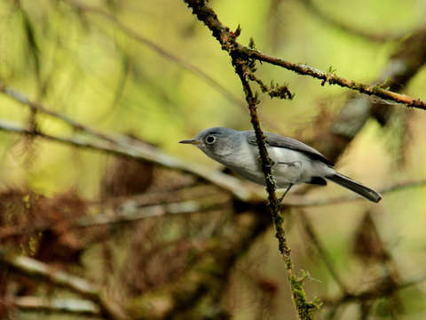 Blue gray gnatcatcher in the florida swamp