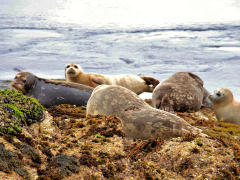 Monterey Harbor Seals