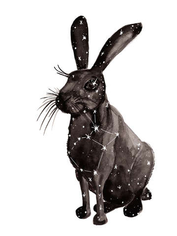 Lepus