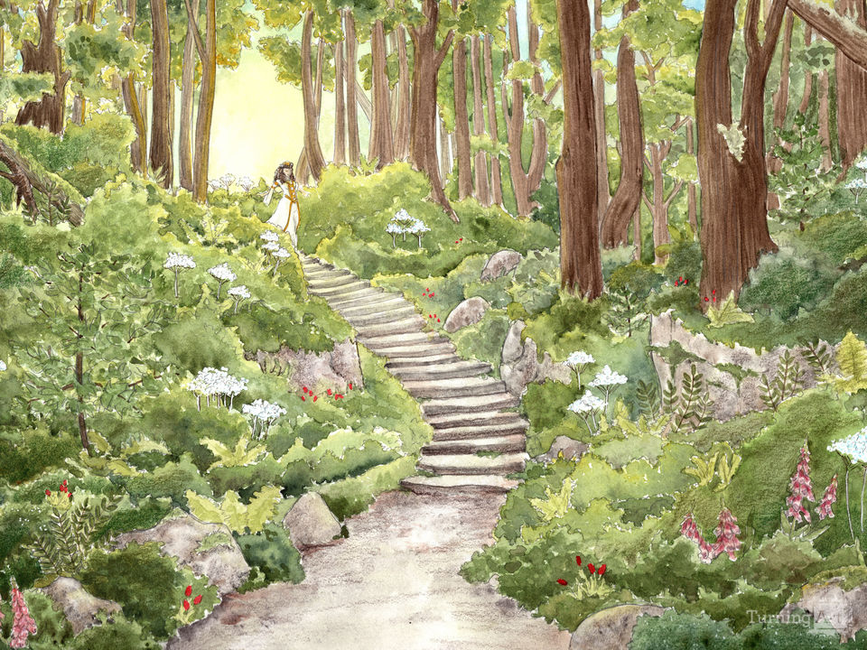 Forest walk 2