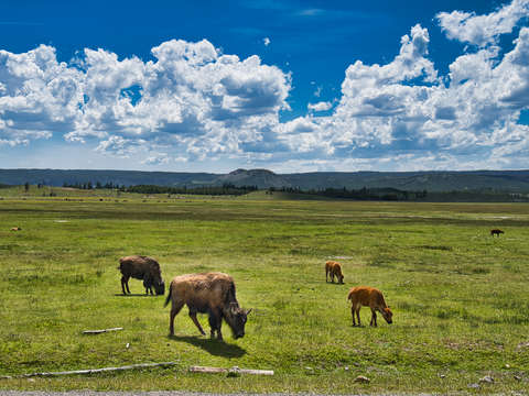 Bison in yellowstone