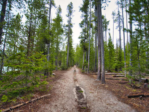 A walk in the woods