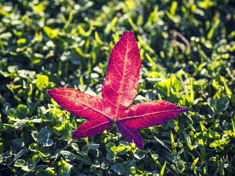 The fallen heart of the tree