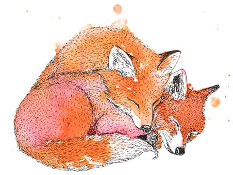 Sleeping fox pair