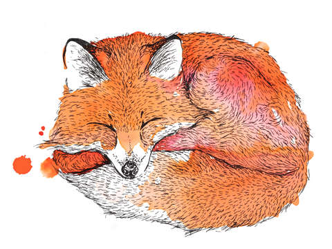 Napping fox