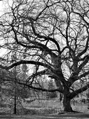 Thanksgiving tree