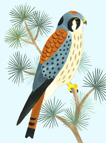 Kestrel