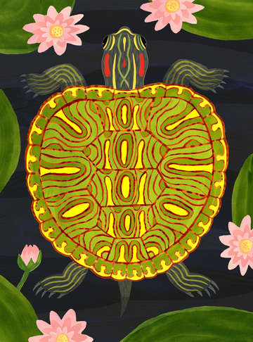 Pond turtle