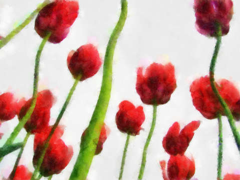 Tulips from the bottom up