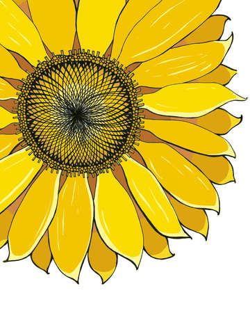 Sunflower 14
