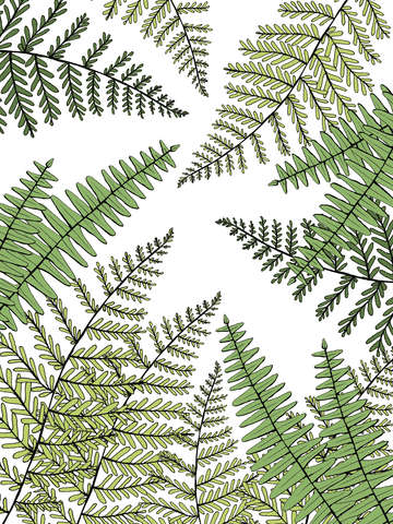 Ferns 2
