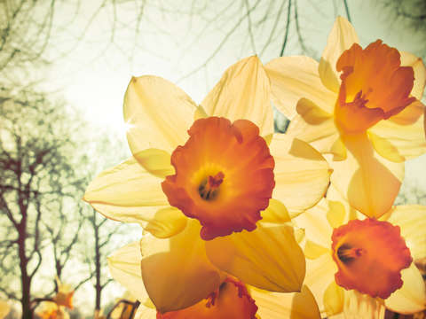 Daffodil 2