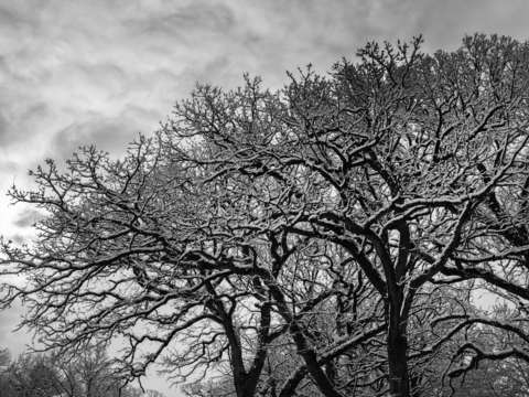 Winter treetops