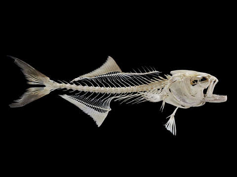 Bluefish skeleton