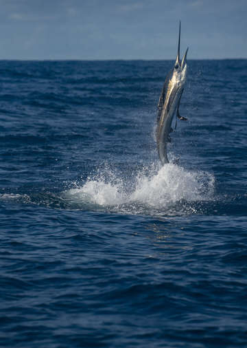 Sailfish costa rica