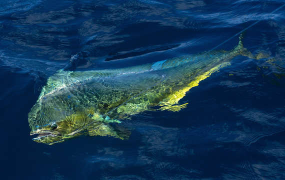 Mahi mahi