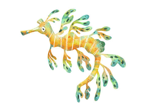 Leafy seadragon