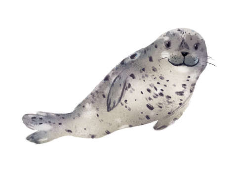 Harbor seal 2