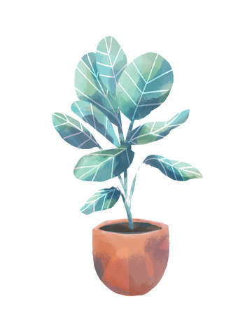 Ficus audrey house plant