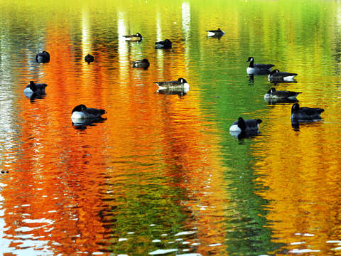 Duck a lorange