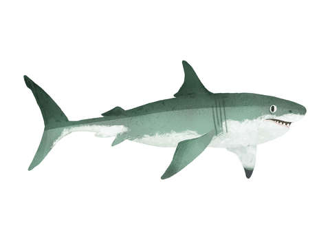 Great white shark