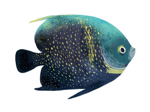 French angelfish