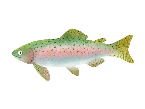 Rainbow trout