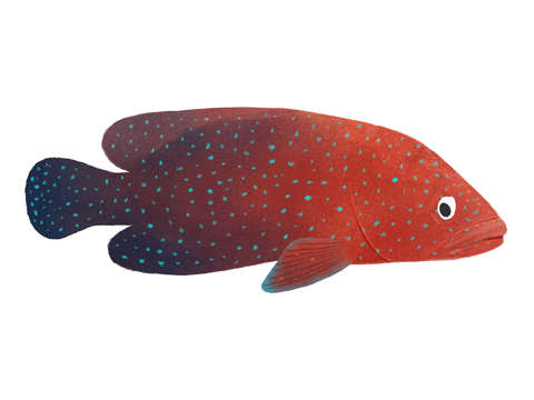 Red grouper