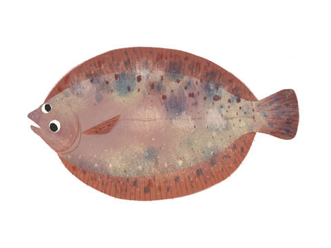 Flounder