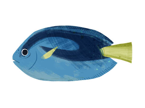 Dory fish