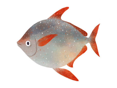 Opah moonfish
