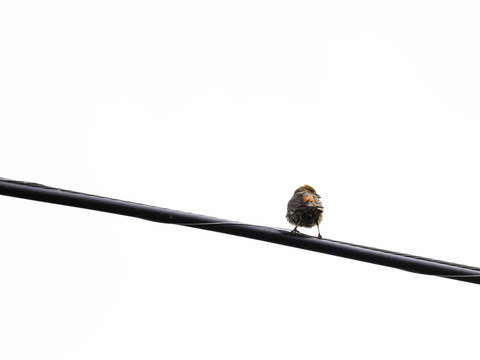 Bird on a wire 3