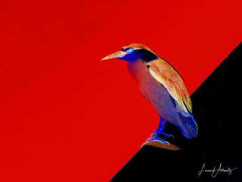 Little blue 2