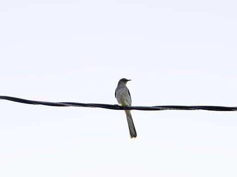 Bird on a wire 2 2