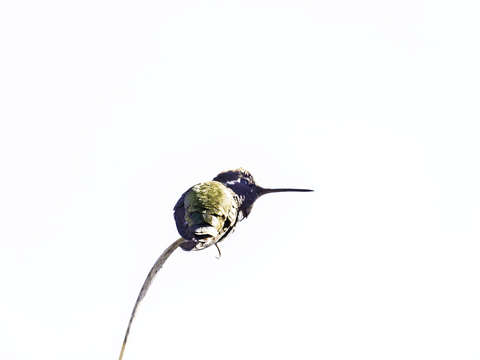 Out on a limb 2