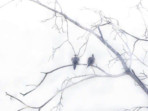 Doves in love 3