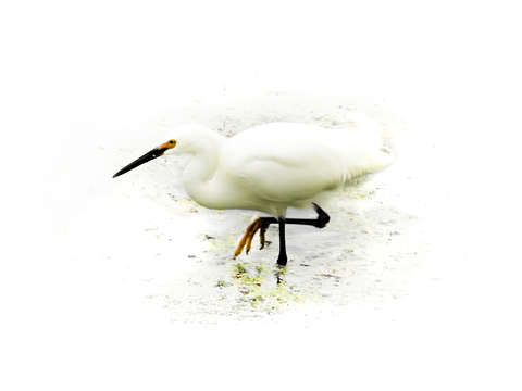 Egret stalking