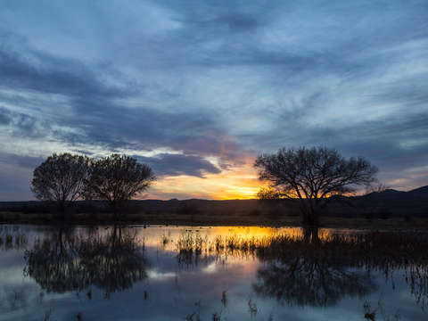 Bosque del apache sunset