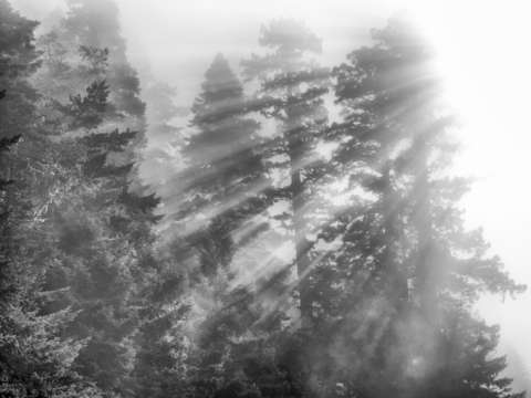 Majestic redwoods monochrome