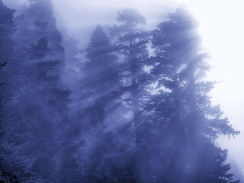 Majestic redwoods in blue