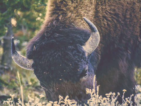 Afternoon grazing