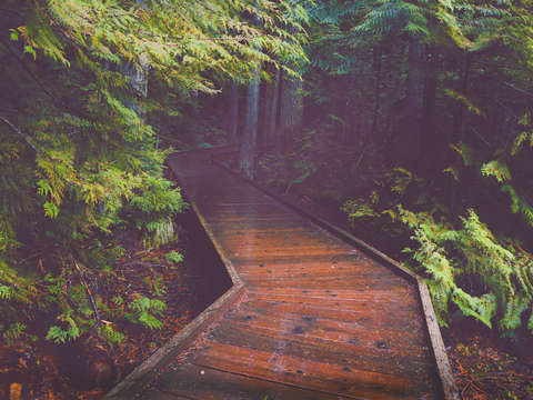 Trail of the cedars